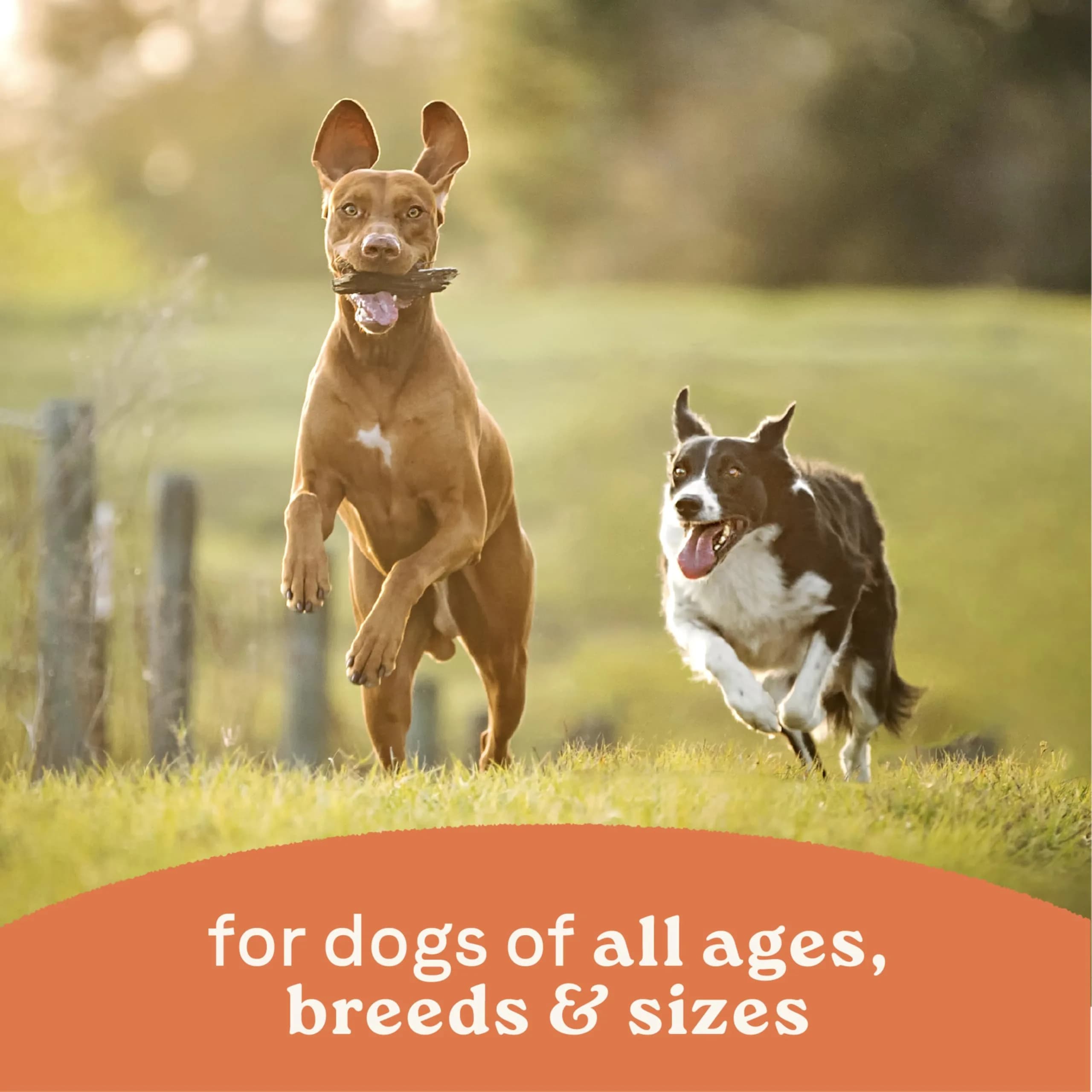 CANIDAE All Life Stages Wet Dog Food, Lamb & Rice, 13 oz | Complete Nutrition for Dogs of All Ages thumbnail 6