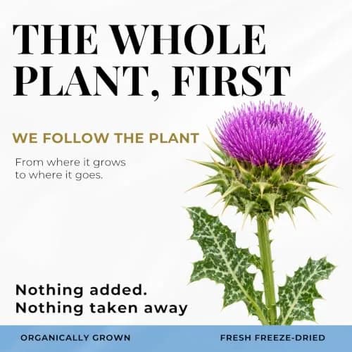 Eclectic Organic Milk Thistle Capsules 240 CT | Liver Support & Detox with Organic Ingredients thumbnail 8