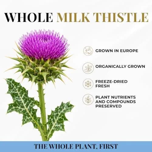 Eclectic Organic Milk Thistle Capsules 240 CT | Liver Support & Detox with Organic Ingredients thumbnail 4