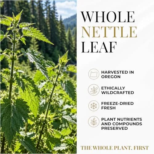 ECLECTIC INSTITUTE Nettle Leaf Capsules 90 CT | Sinus & Immune Support, Vegan, Non-GMO thumbnail 5