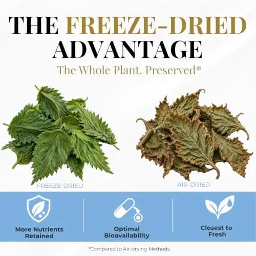 ECLECTIC INSTITUTE Nettle Leaf Capsules 90 CT | Sinus & Immune Support, Vegan, Non-GMO thumbnail 2