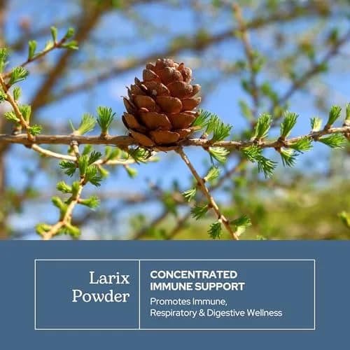 Eclectic Herb Organic Larix Powder 12 oz | Immune + Gut Support, Vegan, Non-GMO thumbnail 3