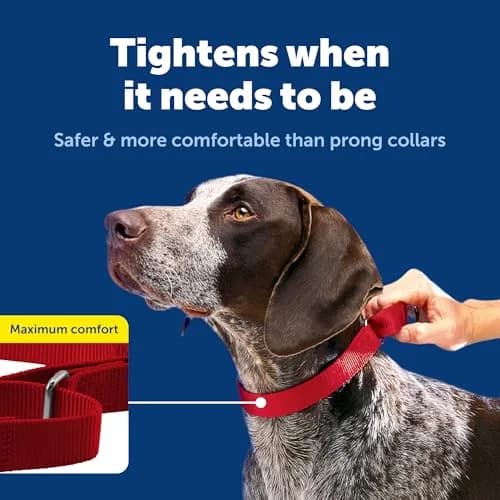 PetSafe Martingale Dog Collar Red 1.9 cm (3/4 in) | Prevents Escape & Choke Risk thumbnail 3