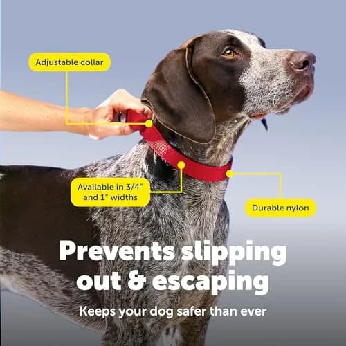 PetSafe Martingale Dog Collar, Red, 3/4 in, Small | Safe, Durable Nylon, Vet & Trainer Recommended thumbnail 4
