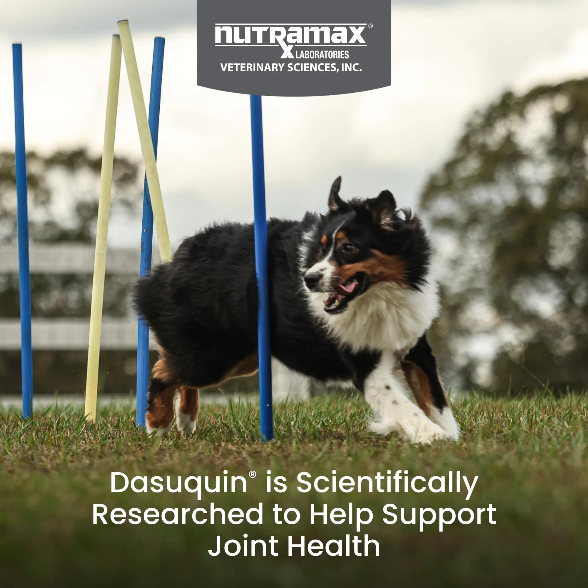 Nutramax Dasuquin MSM Joint Supplement for Large Dogs, 150 Chewable Tablets | Vet Recommended Canine Mobility Support - view 2