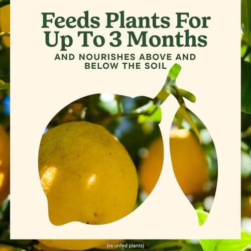Miracle-Gro Shake 'N Feed Citrus, Avocado, Mango Plant Food | Fertilizer for In-Ground & Container Plants, 4.5 lbs thumbnail 6
