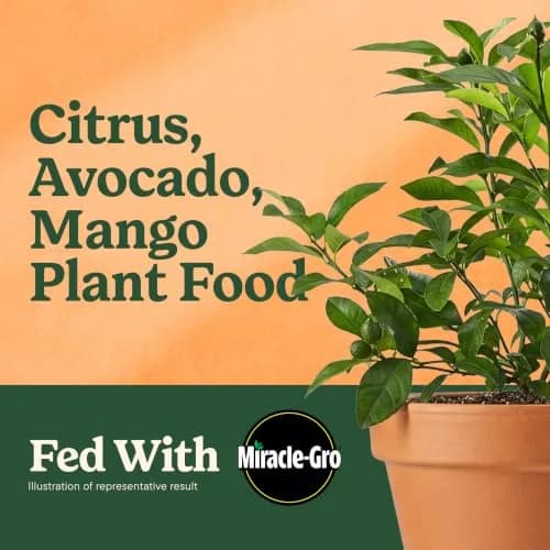Miracle-Gro Shake 'N Feed Citrus, Avocado, Mango Plant Food | Fertilizer for In-Ground & Container Plants, 4.5 lbs thumbnail 2