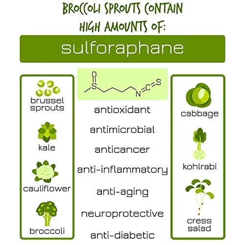 Handy Pantry Organic Broccoli Sprouting Seeds 227 g (8 oz) | High Sulforaphane Superfood thumbnail 4