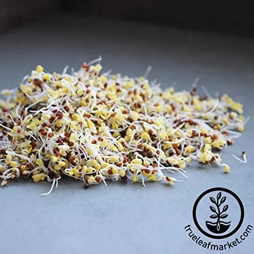 Handy Pantry Organic Broccoli Sprouting Seeds 227 g (8 oz) | High Sulforaphane Superfood thumbnail 5