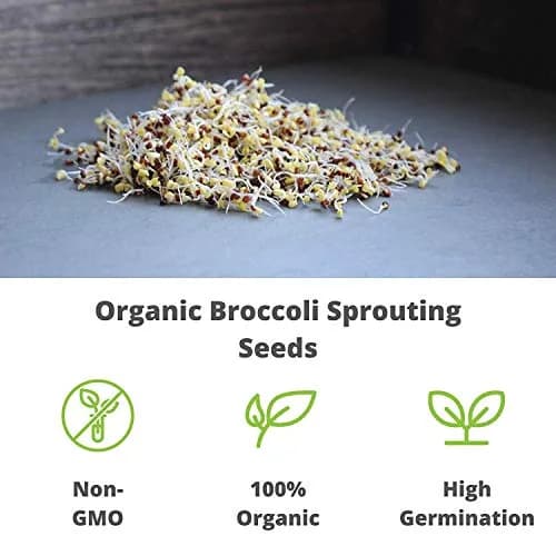 Handy Pantry Organic Broccoli Sprouting Seeds 227 g (8 oz) | High Sulforaphane Superfood thumbnail 7
