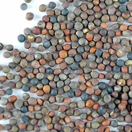 Handy Pantry Organic Broccoli Sprouting Seeds 227 g (8 oz) | High Sulforaphane Superfood thumbnail 2