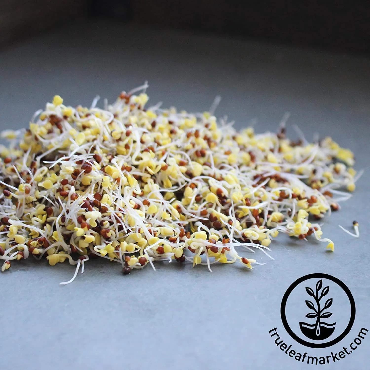Handy Pantry Organic Broccoli Sprouts Seeds 1 lb (454 g) | High Sulforaphane Superfood - view 3