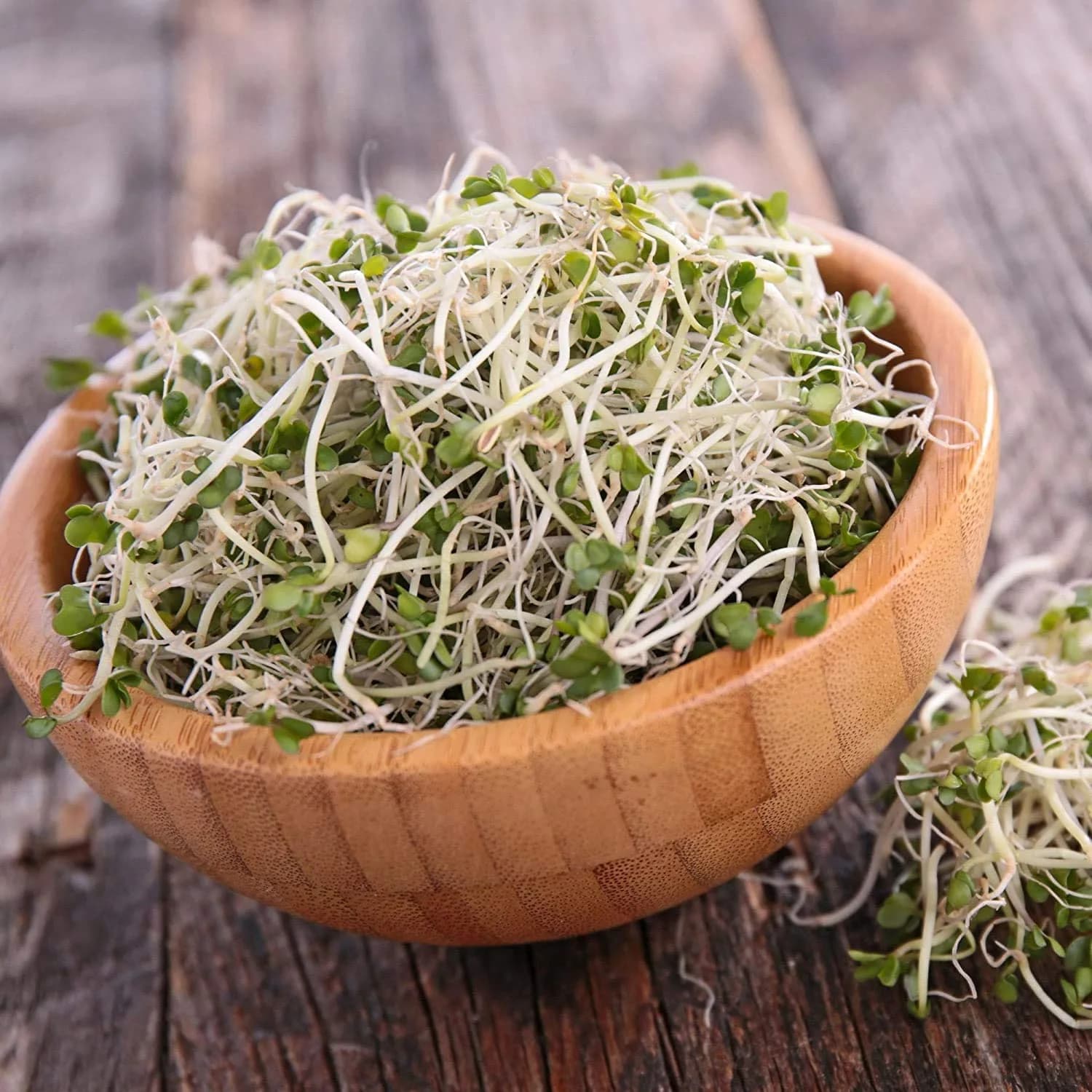 Handy Pantry Organic Broccoli Sprouts Seeds 1 lb (454 g) | High Sulforaphane Superfood - view 4