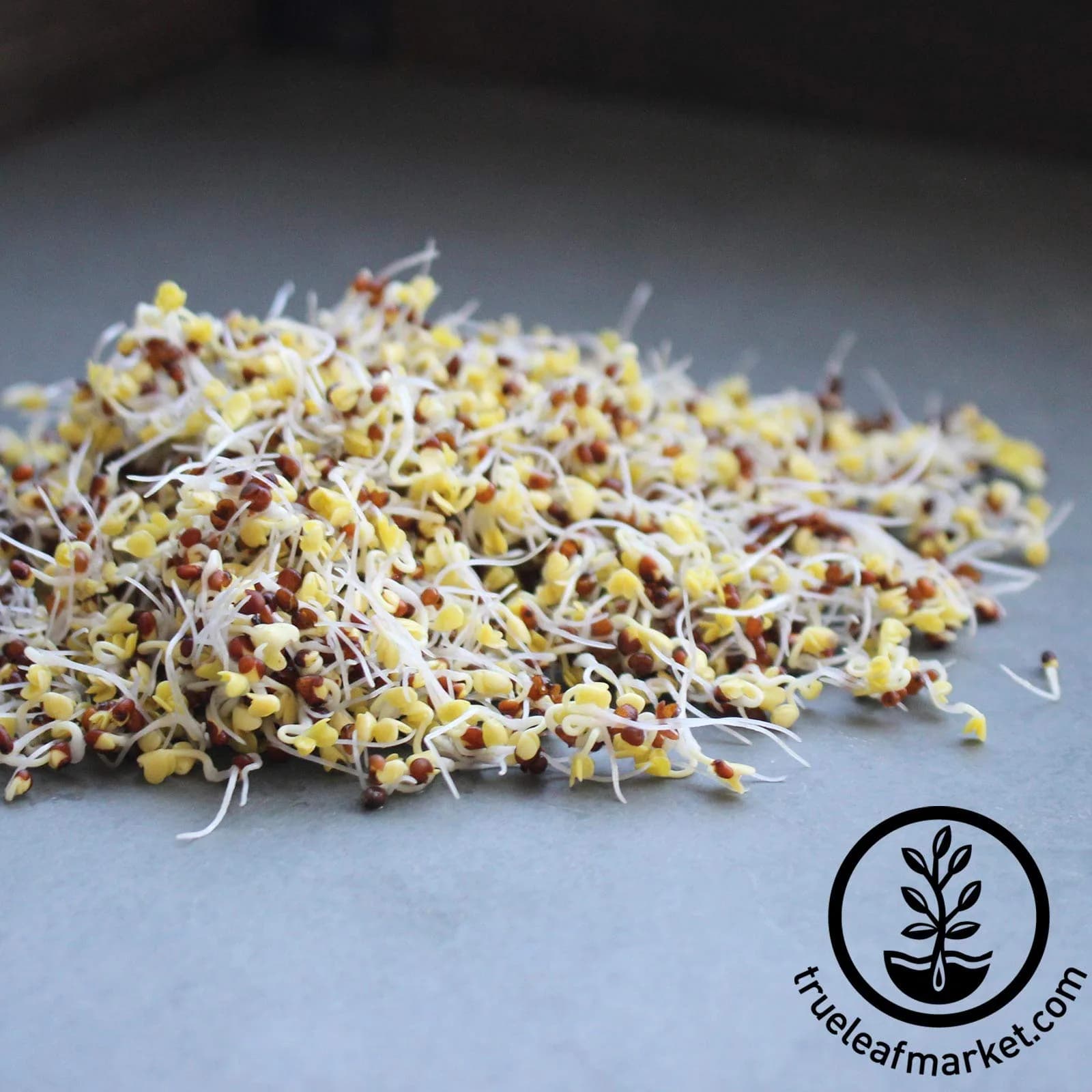 Handy Pantry Organic Broccoli Sprouting Seeds 1.13 kg (2.5 Pound) | High Sulforaphane Superfood - view 5