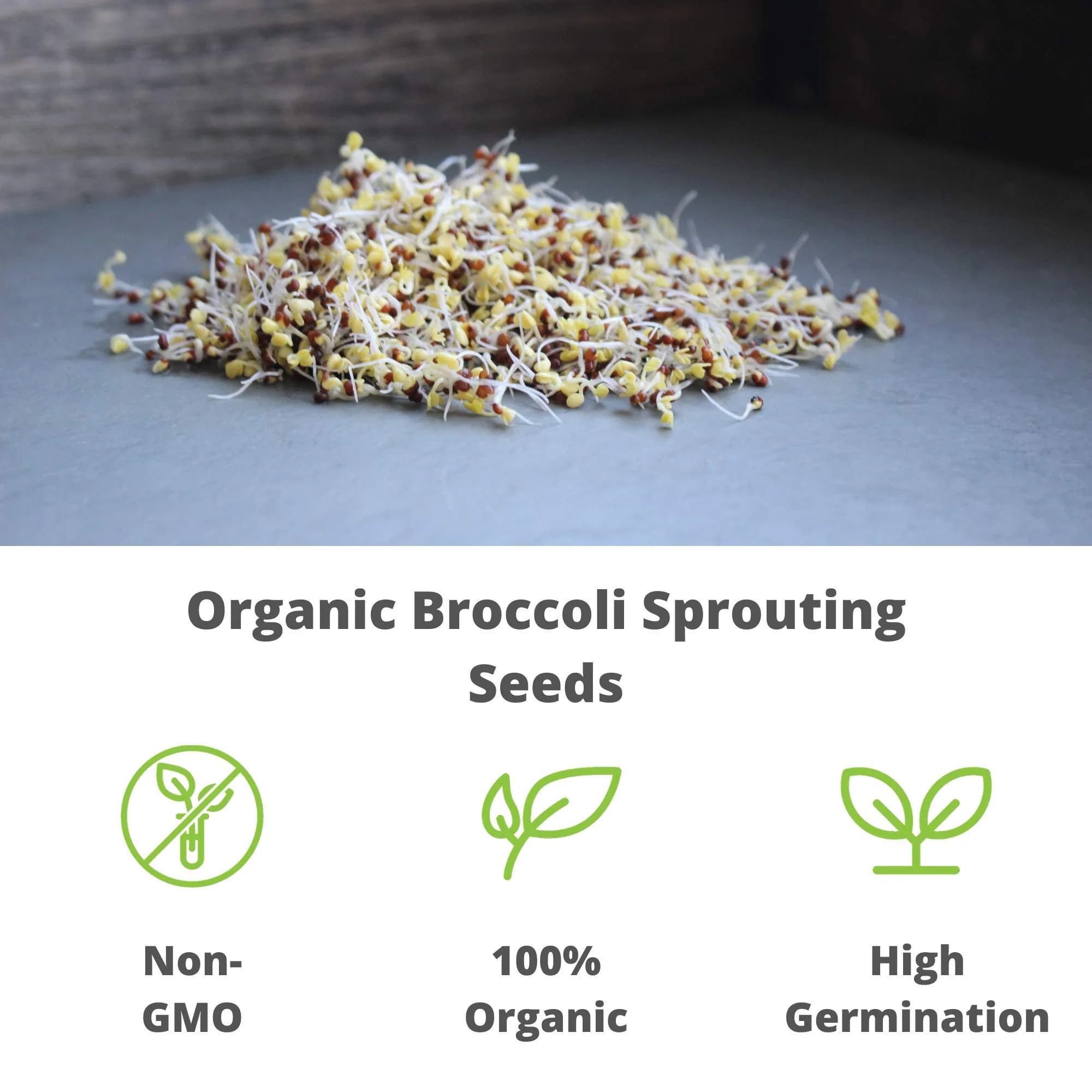 Handy Pantry Organic Broccoli Sprouting Seeds 1.13 kg (2.5 Pound) | High Sulforaphane Superfood - view 7