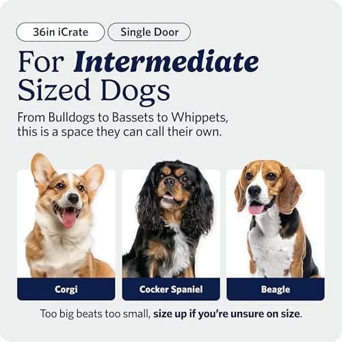 MidWest 36-Inch Single Door iCrate for Medium-Large Breeds 41-70 lbs | Secure, Foldable & Durable thumbnail 2