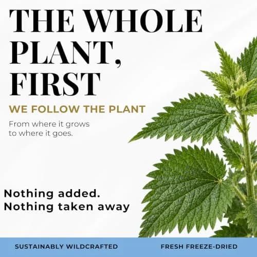 Eclectic Herb Raw Freeze-Dried Non-GMO Nettle Leaf | Supports Sinuses & Respiratory Wellness (50 Veg Caps) thumbnail 9