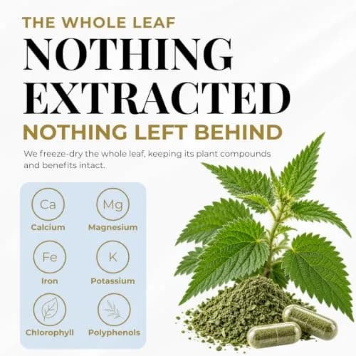 Eclectic Herb Raw Freeze-Dried Non-GMO Nettle Leaf | Supports Sinuses & Respiratory Wellness (50 Veg Caps) thumbnail 4