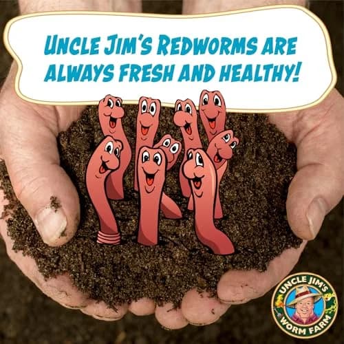 Uncle Jim's Worm Farm 1000 Count Red Wiggler Composting Worms for Garden & Fishing | Organic Soil Enhancer thumbnail 4