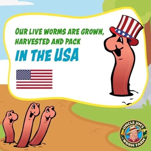 Uncle Jim's Worm Farm 1000 Count Red Wiggler Composting Worms for Garden & Fishing | Organic Soil Enhancer thumbnail 5