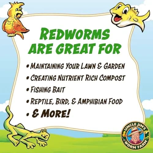 Uncle Jim's Worm Farm 1000 Count Red Wiggler Composting Worms for Garden & Fishing | Organic Soil Enhancer thumbnail 3