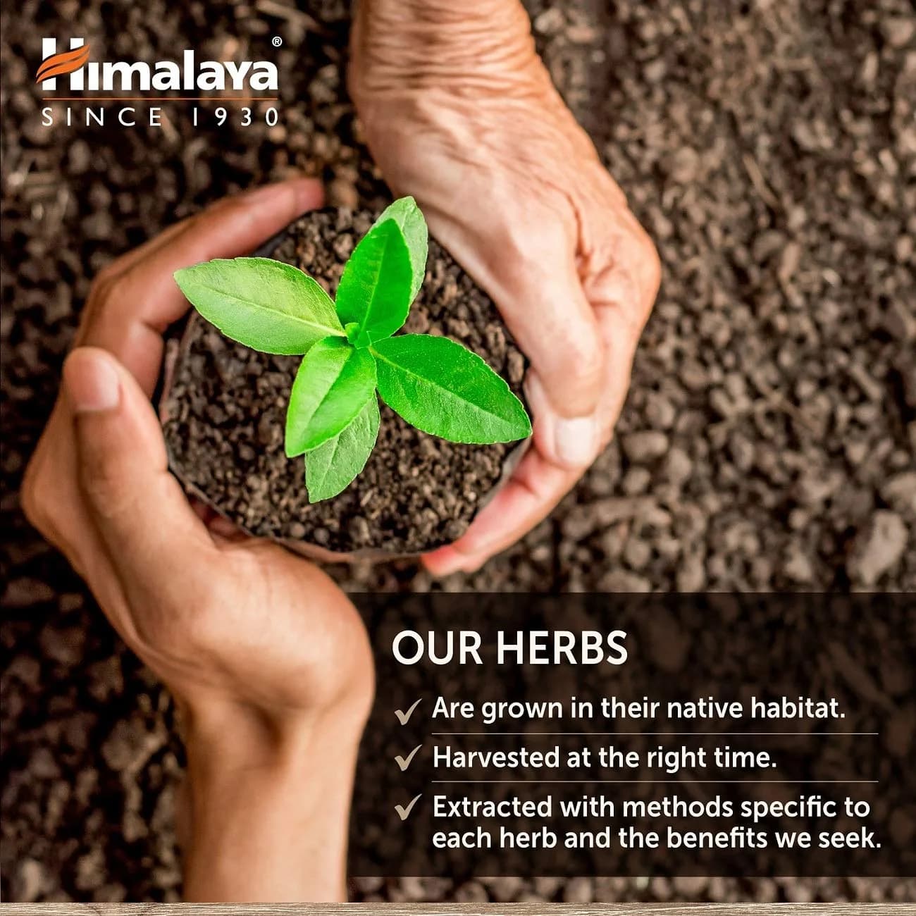 Himalaya UriCare Herbal Supplement 120 Capsules (4.23 oz) | Kidney & Bladder Support - view 7