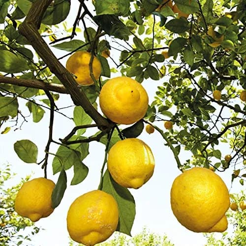 Weleda Citrus Deodorant Spray 100ml (3.4 Fl Oz) | Natural Freshness & Odor Control thumbnail 3