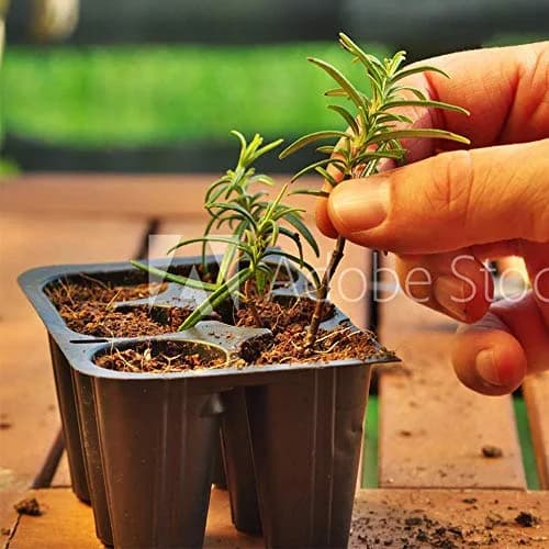 Doff Hormone Rooting Powder Plant & Cuttings 75g | Promotes Strong Roots All Year thumbnail 3