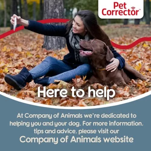 Pet Corrector Dog Trainer 50mL | Stops Barking, Jumping, Chewing & Aggression thumbnail 5