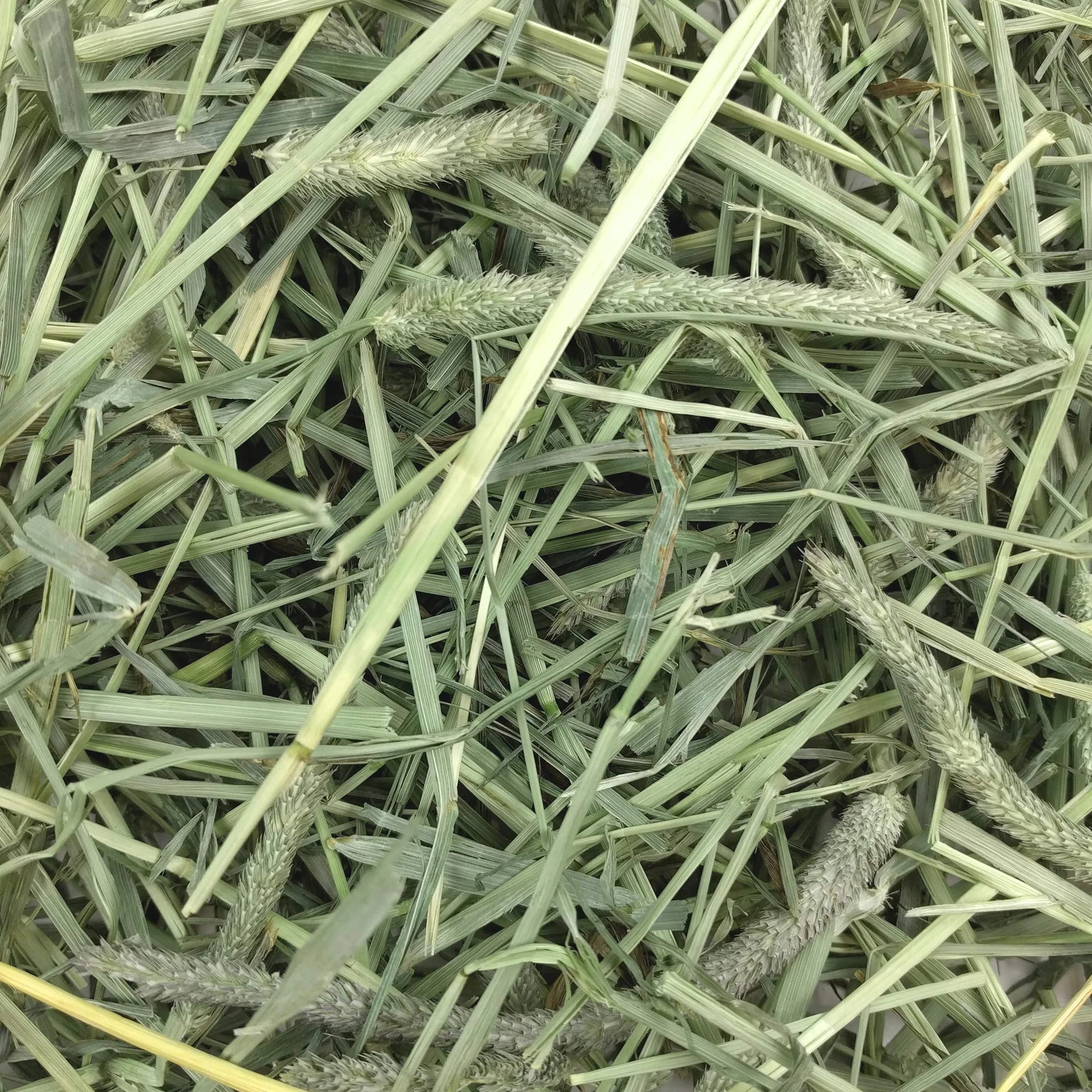 Oxbow Western Timothy Hay, Rabbit & Guinea Pig Hay, 1.13 kg (40 oz) | Supports Digestive & Dental Health - view 7
