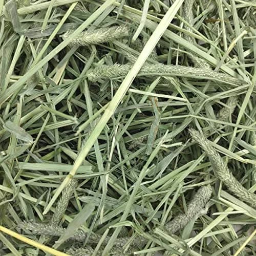 Oxbow Western Timothy Hay, Rabbit & Guinea Pig Hay, 1.13 kg (40 oz) | Supports Digestive & Dental Health thumbnail 7