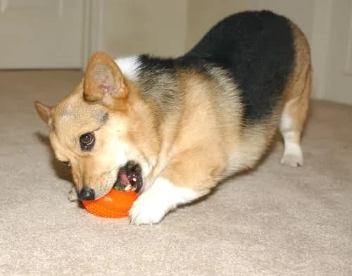 Starmark Everlasting Treat Bento Ball Medium Dog Toy | Durable Chew & Treat Dispenser in Day Glo Orange thumbnail 6