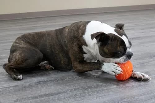 Starmark Everlasting Treat Bento Ball Medium Dog Toy | Durable Chew & Treat Dispenser in Day Glo Orange thumbnail 7