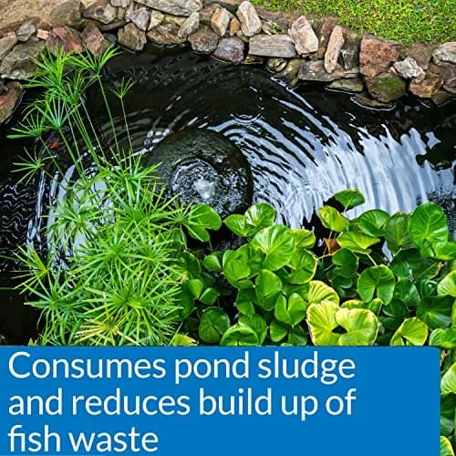 API Pond-Zyme Sludge Destroyer 8 oz Pond Cleaner with Natural Bacteria for Up to 8,000 Gallons thumbnail 3
