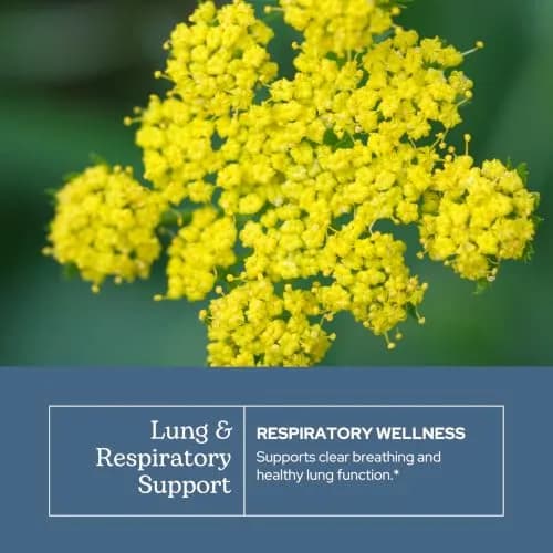Eclectic Institute Lung & Respiratory Support Herbal Throat Spray | Natural, Vegan, Non-GMO (1 fl oz | 30 ml) thumbnail 3