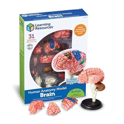 Learning Resources 31-Piece Human Anatomy Brain Model | 9.35 x 6.71 x 2.24 inches (23.7 x 17.0 x 5.7 cm) thumbnail 1