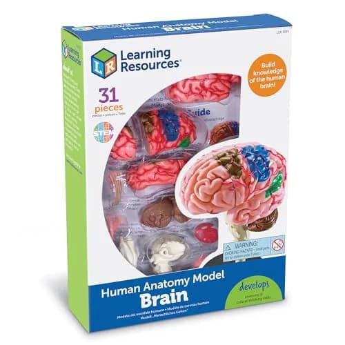 Learning Resources 31-Piece Human Anatomy Brain Model | 9.35 x 6.71 x 2.24 inches (23.7 x 17.0 x 5.7 cm) thumbnail 4