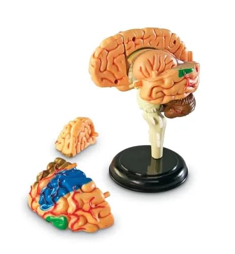 Learning Resources 31-Piece Human Anatomy Brain Model | 9.35 x 6.71 x 2.24 inches (23.7 x 17.0 x 5.7 cm) thumbnail 2