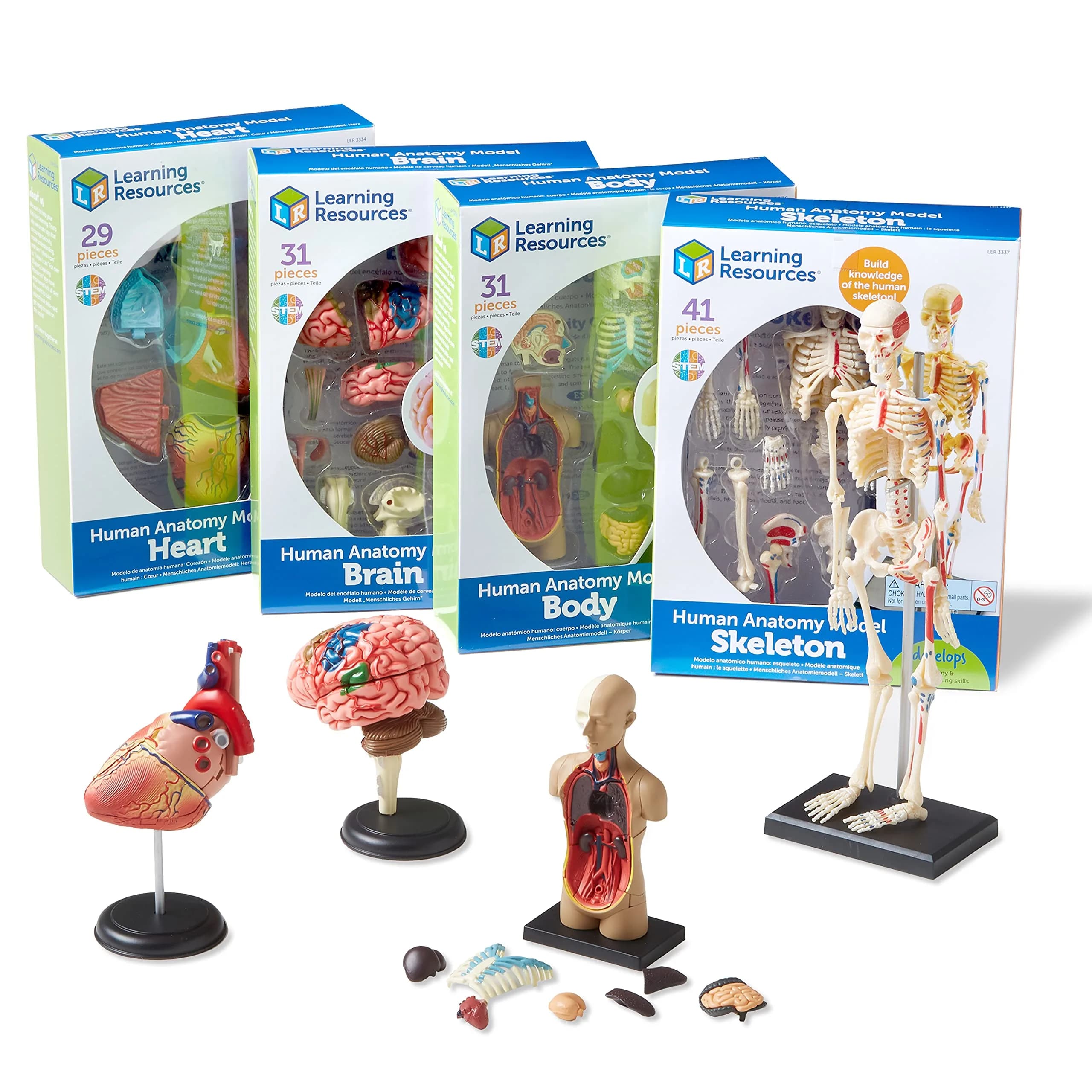 Learning Resources Anatomy Models Bundle Set - Heart, Brain, Body, Skeleton - Multicolor - main product image