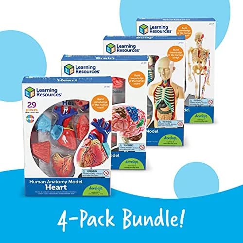 Learning Resources Anatomy Models Bundle Set - Heart, Brain, Body, Skeleton - Multicolor thumbnail 5