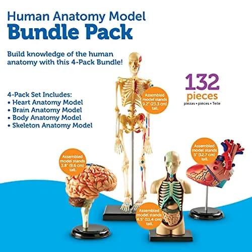 Learning Resources Anatomy Models Bundle Set - Heart, Brain, Body, Skeleton - Multicolor thumbnail 6