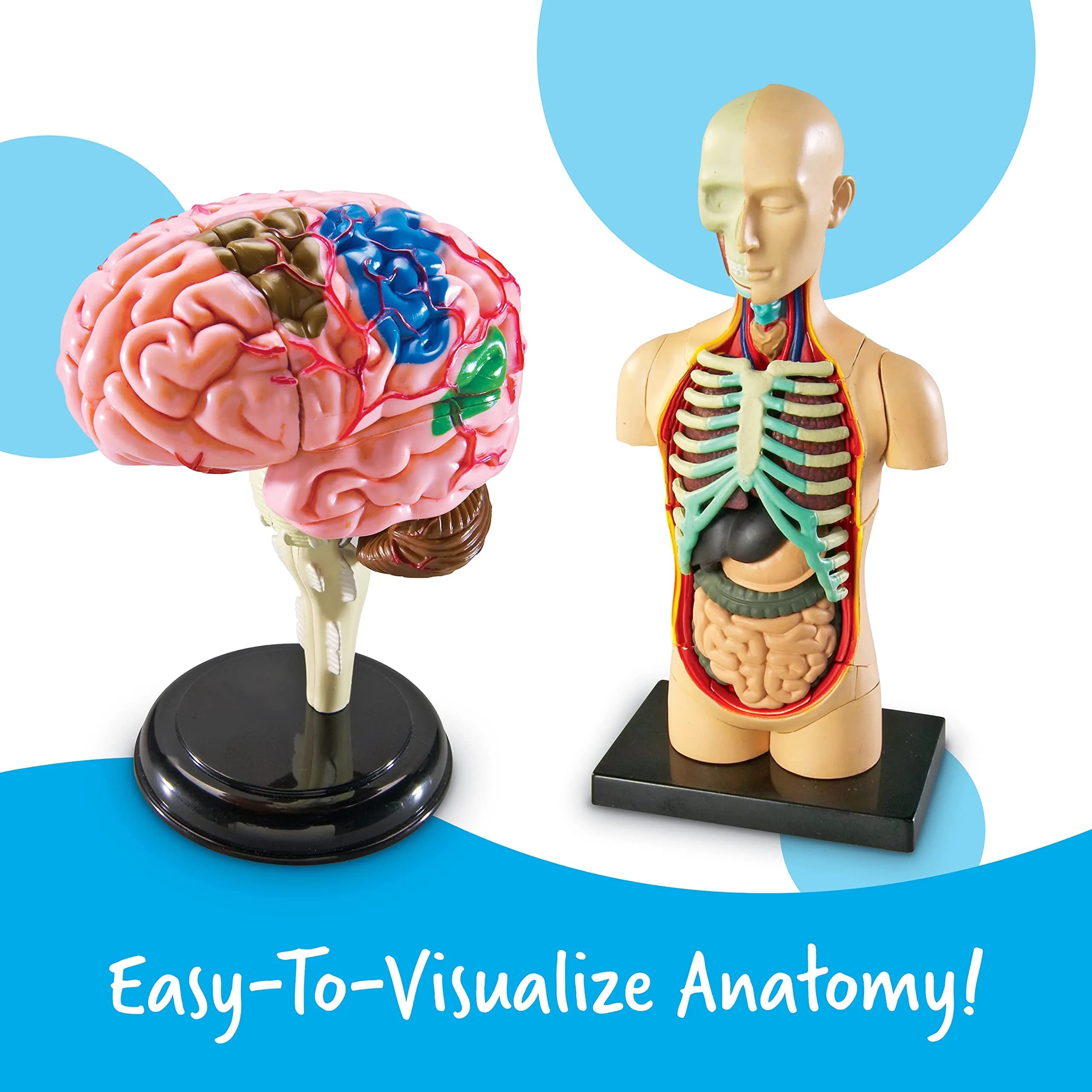 Learning Resources Anatomy Models Bundle Set - Heart, Brain, Body, Skeleton - Multicolor - view 2