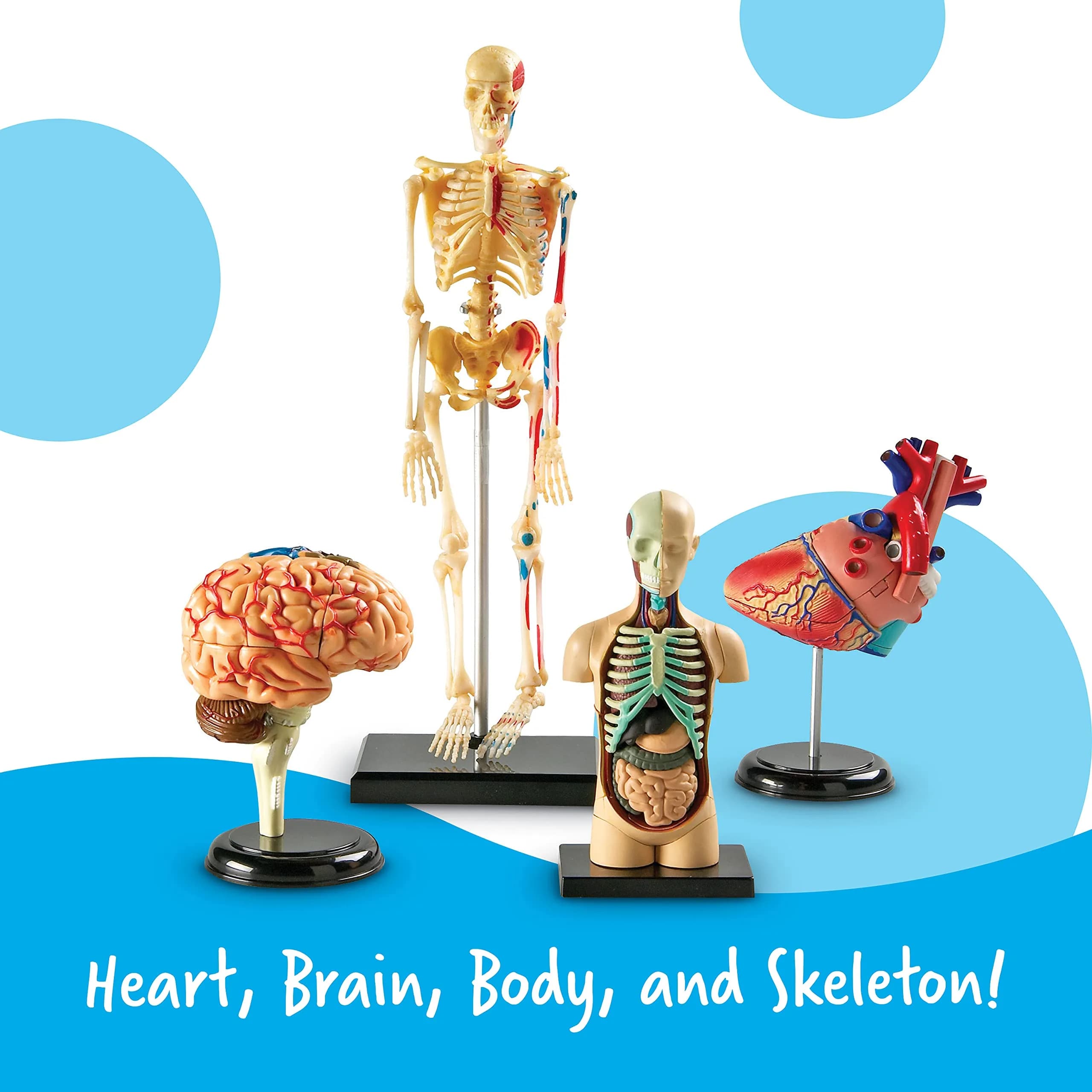 Learning Resources Anatomy Models Bundle Set - Heart, Brain, Body, Skeleton - Multicolor - view 3