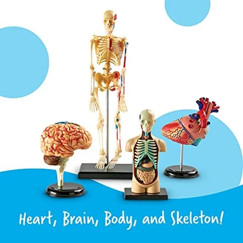 Learning Resources Anatomy Models Bundle Set - Heart, Brain, Body, Skeleton - Multicolor thumbnail 3