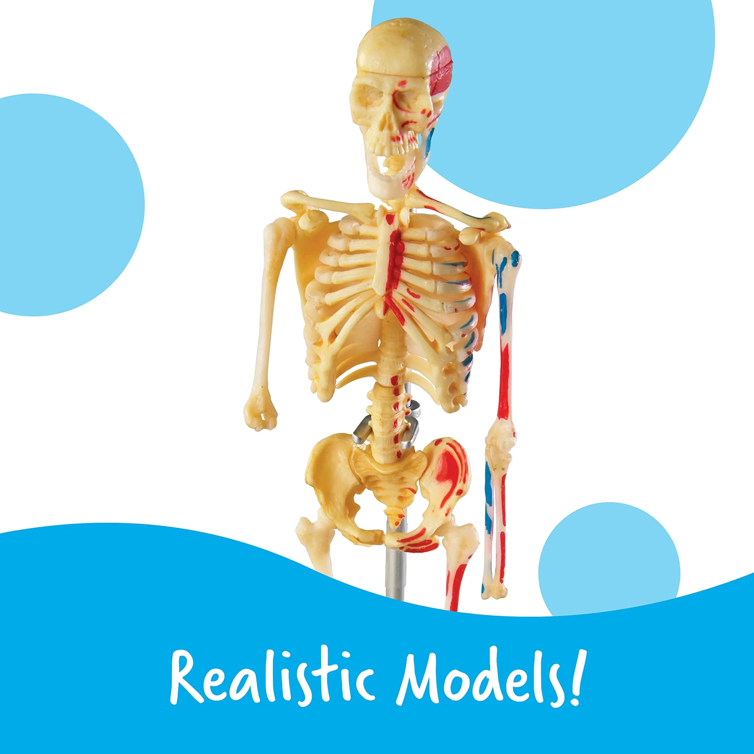 Learning Resources Anatomy Models Bundle Set - Heart, Brain, Body, Skeleton - Multicolor - view 4
