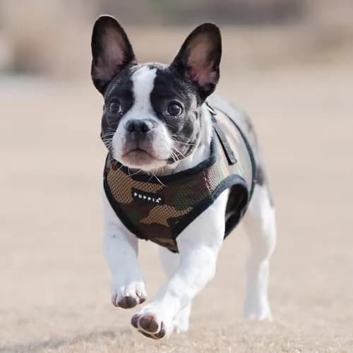 Puppia Soft Vest Harness CAMO Medium | Adjustable Mesh Dog Harness for Comfort & Safety thumbnail 4