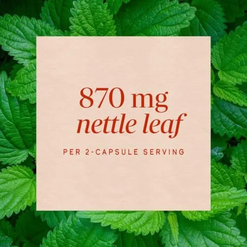 Nature's Way Nettle Leaf Urinary Support Supplement 100 Count | Traditional Herbal Wellness thumbnail 4