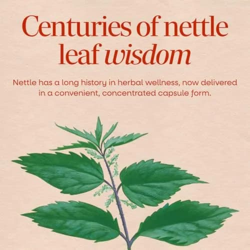 Nature's Way Nettle Leaf Urinary Support Supplement 100 Count | Traditional Herbal Wellness thumbnail 3