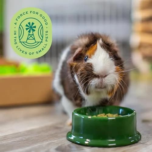 Oxbow Essentials Adult Guinea Pig Food, Timothy Hay Pellets, 4.54kg (10 lb) | Supports Digestion & Immunity thumbnail 8