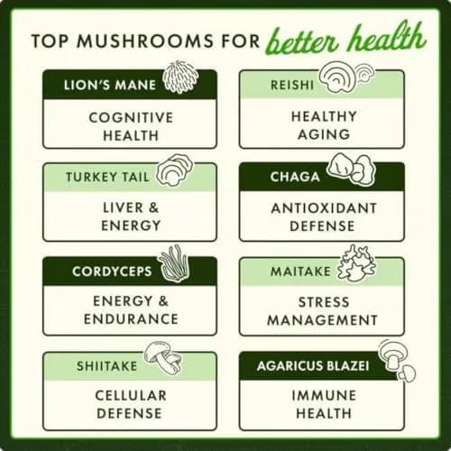 Swanson Turkey Tail Mushroom Herbal Supplement 500 mg 120 Capsules | Supports Immune System & Cellular Health thumbnail 3